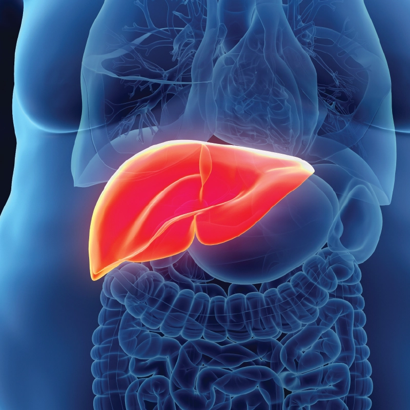 What is Fatty Liver?